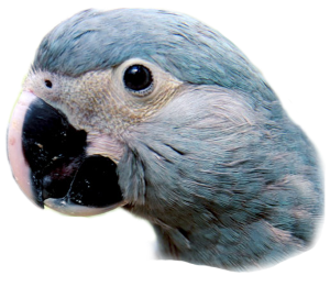 spix_little_blue_macaw