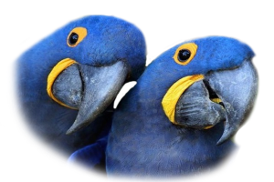 Hyacinth Macaw, Blue Macaw, Blue macaw facts