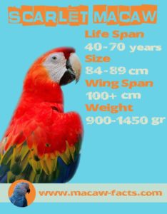 size weight wing span lifespan how long live