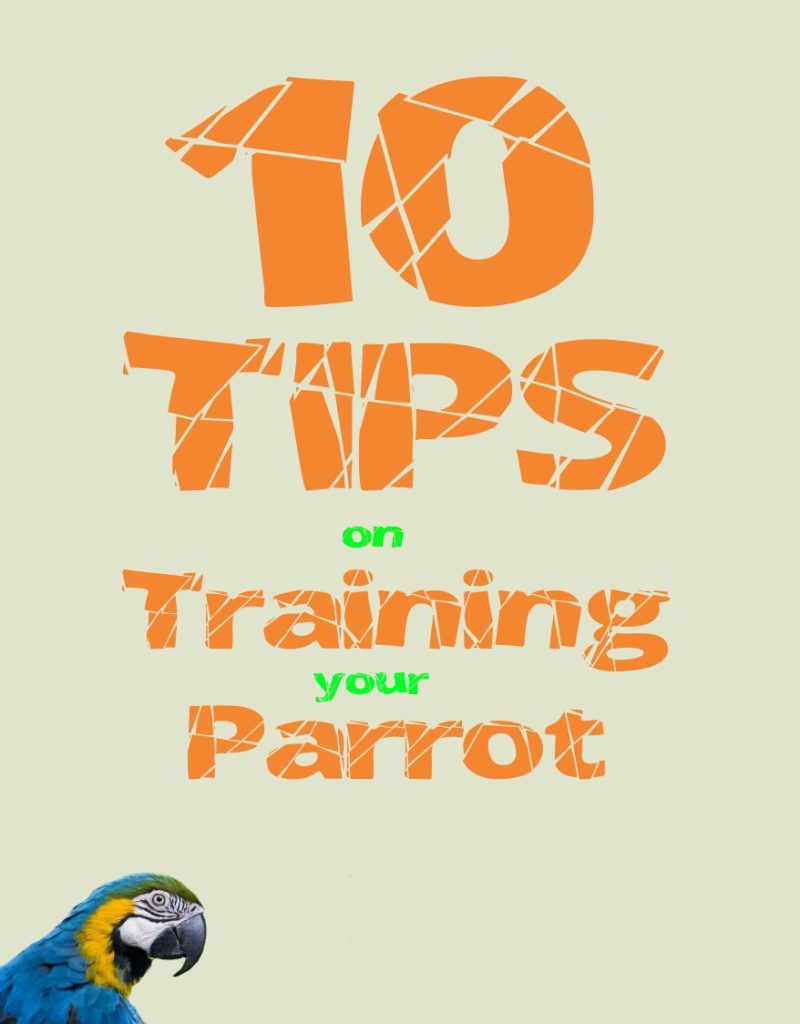 tips to train your parrot